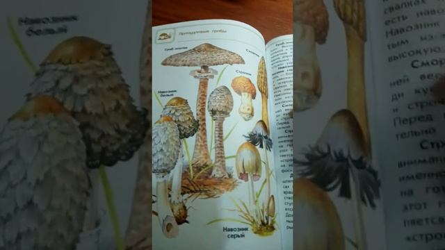 Необычные живые существа 😨Лишайники!!!! смотреть онлайн