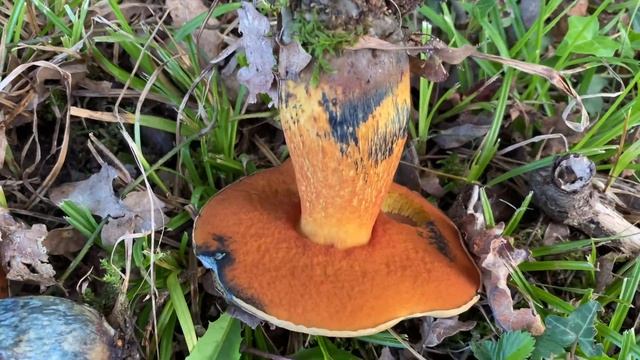 Suillellus luridus, October 1, 2023