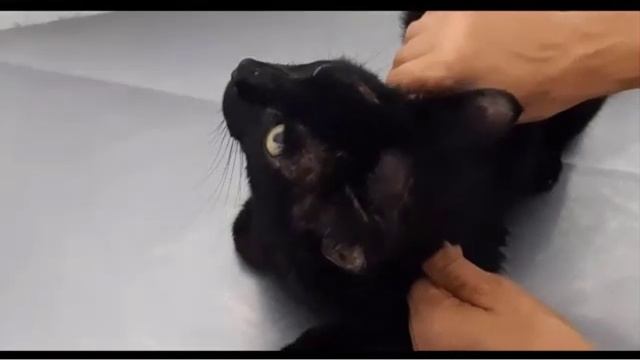 dermatofitos perros y gatos #dermatofitos#dermatofito#veterinaria#pequeñosanimales #laboratorio