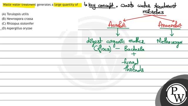 Waste water treatment generates a large quantity of Aspergillus oryzae
(A) Torulopsis utilis
(B)... смотреть онлайн