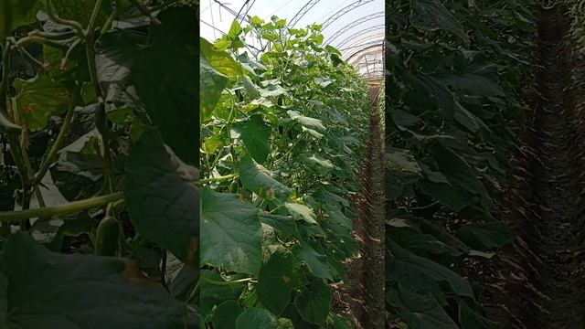 Перепел Перепе"лка Бедана _trouble@Toshkent_bedana смотреть онлайн