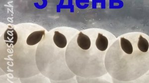 Опыт для детей как прорастают семена тыквы