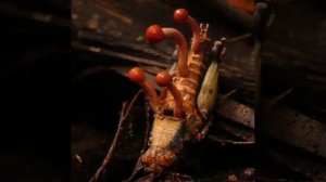 Кордицепс однобокий.