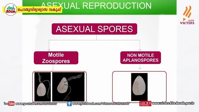 Class 11 Biology ||Biological Classification -5 смотреть онлайн