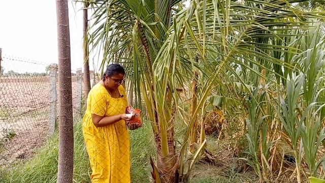 How to control Rhinoceros beetle in Coconut tree  / How to protect Coconut tree from other pests