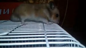 Как приручить хомяка к рукам