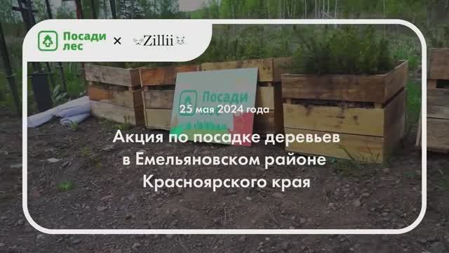 Посадка леса в Красноярском крае май 2024 год