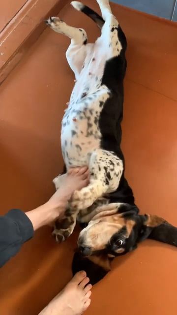 Бассет Хаунд благодарит за завтрак. #животные #смешныеживотные #собаки #собакадругчеловека #бассет смотреть онлайн