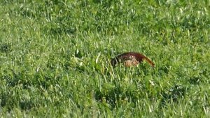 Фазан в природе.