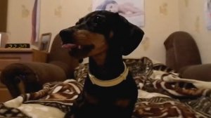 Собака зевака^_^