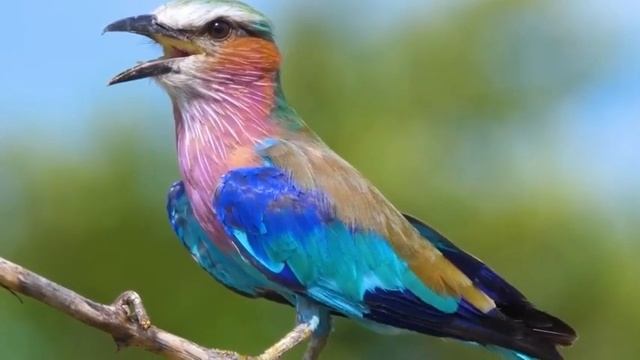 Relax with familiar wild animals Dog, Cat, Cow, Elephant, Deer, Weasel Animal sounds смотреть онлайн