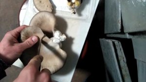 Грибы вешенка, часть 2, штам К-17, вторая волна.