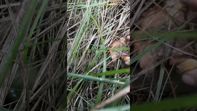 Как Женя за грибами ходила 7.06.2021 смотреть онлайн