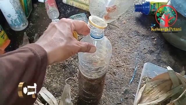 Cara membuat tricoderma cair || mudah dan murah untuk pencegahan fusarium dan dekomposer. смотреть онлайн
