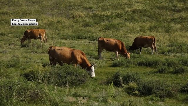 Программа Актуально на 8 канале  1698 ТАРДАН ГОЛД  ВРЕД ИЛИ ПОЛЬЗА? 18