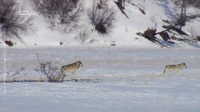 В три строки от 1 декабря 2020 смотреть онлайн