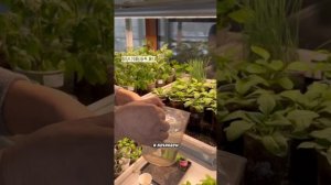 Как не пересушить рассаду