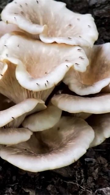 Вешенка рожковидная (Pleurotus cornucopiae) short #shorts