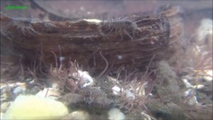 Update invertebrate water composter tank - Wirbellosen Wasserkomposterbecken