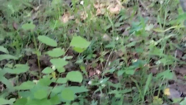 Первые июньские грибочки 2023 года. смотреть онлайн