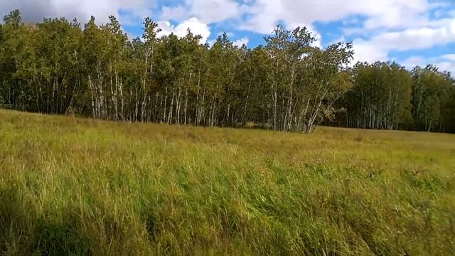 Царство сухих груздей. Подосиновики и подберезовики. Часть 1 смотреть онлайн
