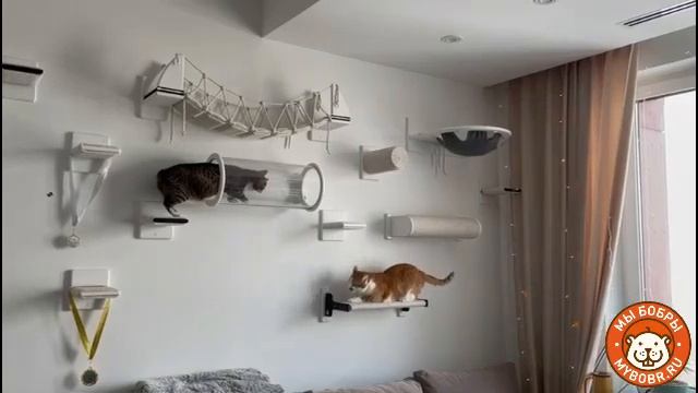 Сказочный котодром для дружных котиков от Мы Бобры