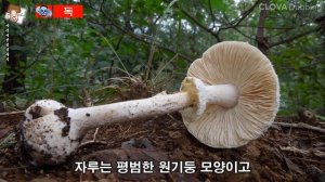 [독버섯]양파광대버섯(Amanita abrupta),=비탈광대버섯