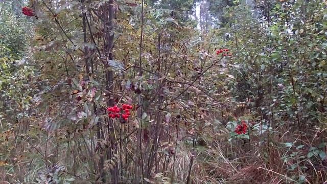 Гриби та ягоди, коли мряка, і покращення погоди не передбачається. смотреть онлайн