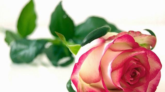 Poem смотреть онлайн