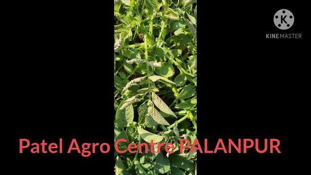 potato смотреть онлайн