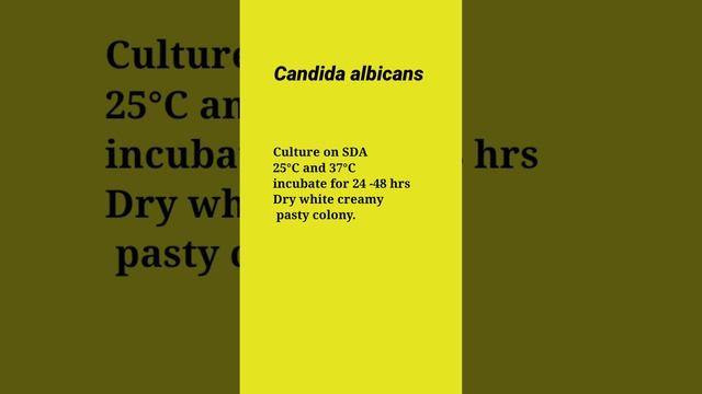 Candidaalbicans identificationtest/Candidaspecies/identificationCandidaalbican@labtechnician4346