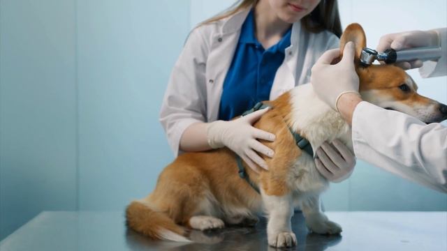 🐾 Как защитить питомца от бешенства?