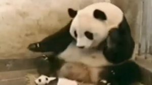 Панденыш чихнул и испугал большую панду. A Baby Panda Sneezing