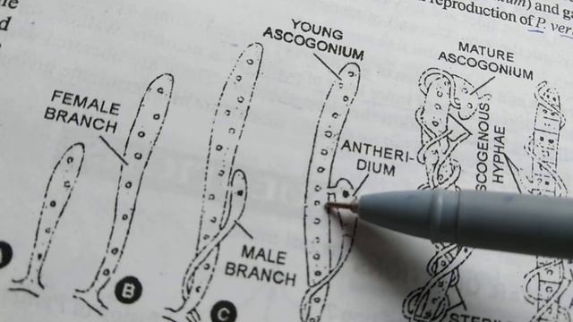 Sexual reproduction of Penicillium смотреть онлайн