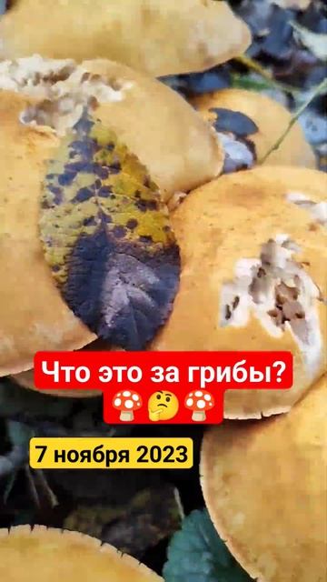СЪЕДОБНЫЕ? #грибы #загрибами #грибники #грибник #грибочки #съедобныегрибы #несъедобныегрибы #латвия смотреть онлайн