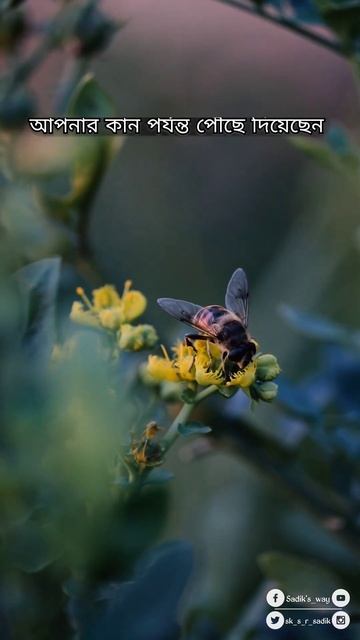 Dear Muslim brother and sister listen 💔 смотреть онлайн