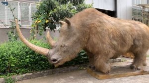 Coelodonta antiquitatis