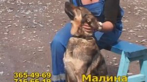 Собачка Малина-шустрик