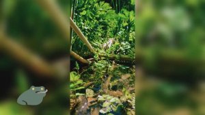 Летние воспоминания: Путешествие ручейка 🌲💧🐦