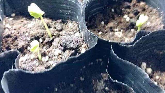 Divisione di piantine del #pomodoro, nuova #Trichoderma, piantine di #Carcade смотреть онлайн