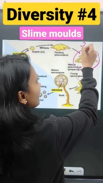 Slime moulds | Diversity | Poonam ma'am | #ncert #neet #diversity #neetrevision #neet2023