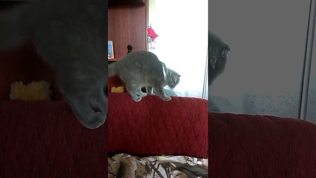 Шотландская вислоухая