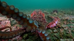 Осьминог тщательно осматривает видео камеру.