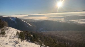 Трип на пантерном мухоморе. Ушёл в начало .