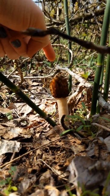 Thimble false morel (Verpa bohemica) смотреть онлайн