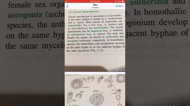 Sexual reproduction in Aspergillus смотреть онлайн