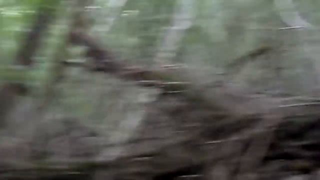 Truffle hunters spotted.MOV смотреть онлайн