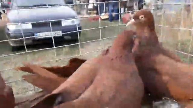 Серпастые голуби смотреть онлайн