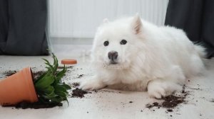 Смешные собаки. когда стало скучно.