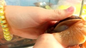 Знакомство с улитками ахатинками/ТУРБО ЛАКИ.82 улитёночка.))?!